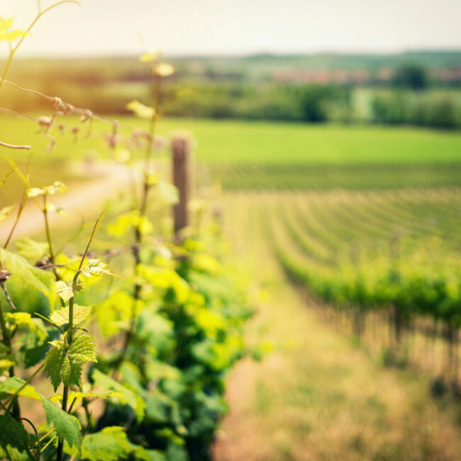 Vineyard at Harvest