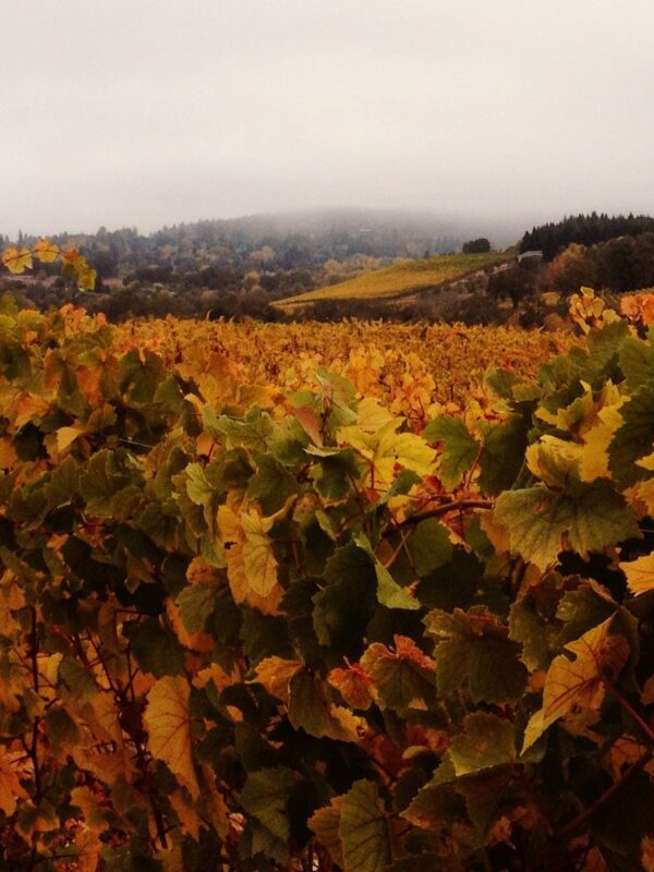 El Dorado Winter Offer