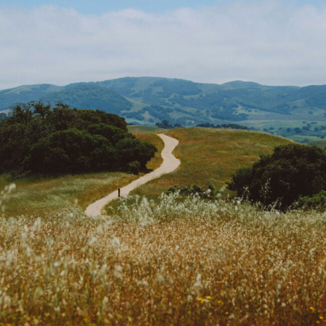 Field of flowers and trail in Sonoma County